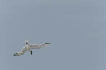 Sandwich Tern Thalasseus Sterna sandvicensis in a typical coastal habitat