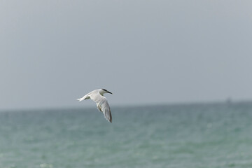 Sandwich Tern Thalasseus Sterna sandvicensis in a typical coastal habitat