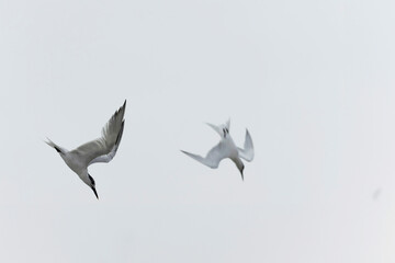 Sandwich Tern Thalasseus Sterna sandvicensis in a typical coastal habitat