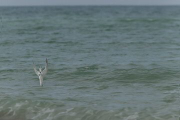 Sandwich Tern Thalasseus Sterna sandvicensis in a typical coastal habitat