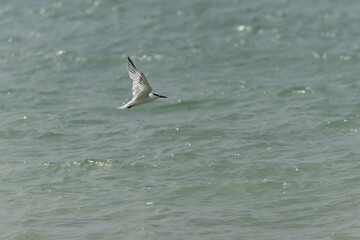 Sandwich Tern Thalasseus Sterna sandvicensis in a typical coastal habitat