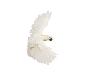 Beautiful of White cockatoo flying isolated on transparent background png file