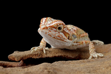 Naklejka premium bearded dragon sitting on wood, cute lizard on black background, animals closeup 