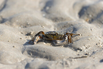 Shellfish on a beach in NOrmandy