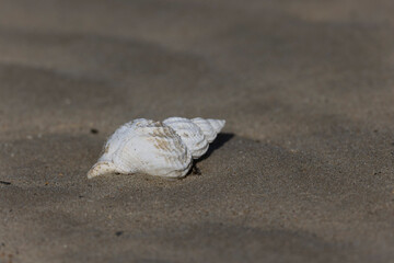 Fototapeta na wymiar Shellfish on a beach in NOrmandy