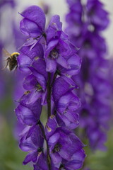 Aconitum napellus