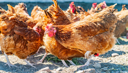 Chickens on traditional free range poultry farm © monticellllo