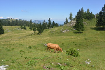 Fototapeta premium Velika planina mountains in Slovenia