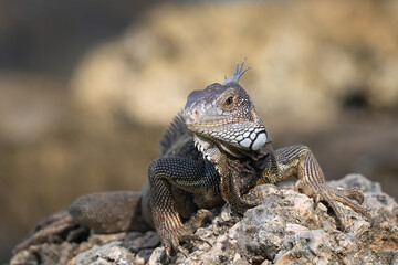 Closeup of Green Iguana (Iguana iguana) on the island of Aruba. Lying on a rock, looking at the camera.
