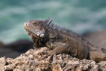 Closeup of Green Iguana (Iguana iguana) on the island of Aruba. Lying on a rock, looking to the left, ocean in background. 
