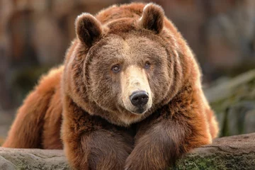 Zelfklevend Fotobehang Grizzly bear lying on a rock © perpis