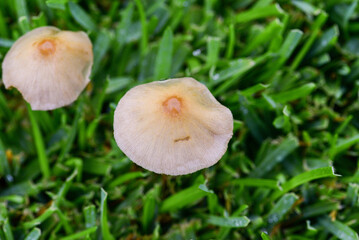 Wild  Mushrooms