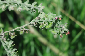 Blooming Cynoglossum Officinale natural background