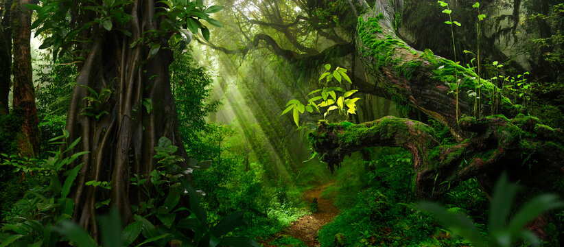 Green Rain Forest Stock Photos and Pictures - 570,610 Images