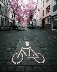 Kirschblüte Bonn mit Straßenmarkierung