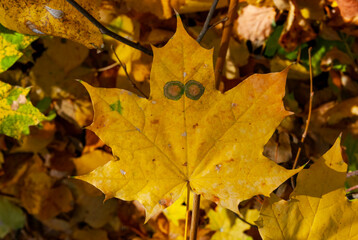 Yellow maple leaves with spots like eyes. Uman, Sofievsky park