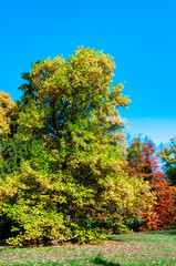 Autumn landscape, Colorful trees with yellow foliage in Sofievsky park, Uman