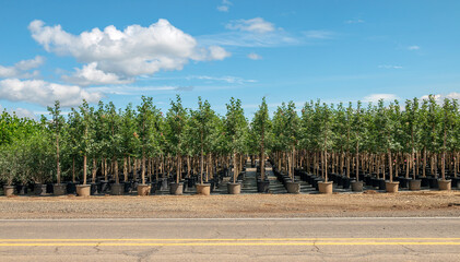 Fototapeta premium Trees in pot for sale distribution Oregon state.
