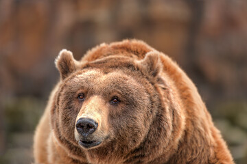 Portrait of a male Brown Bear