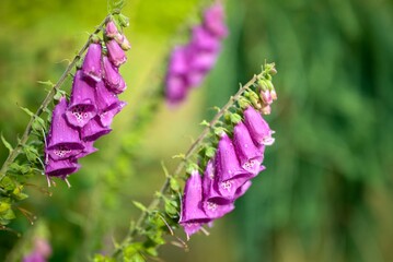 Flowers after  a rain, Beskydy Czechia 