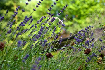 Flowers after  a rain, Beskydy Czechia 