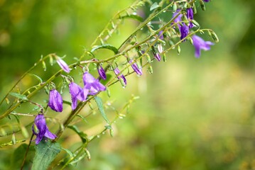 Flowers after  a rain, Beskydy Czechia 