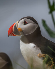 Atlantic puffin portrait on cloudy day with soft light on iceland