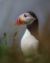 Naklejka premium Atlantic puffin portrait on cloudy day with soft light on iceland