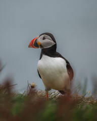 Atlantic puffin portrait on cloudy day with soft light on iceland