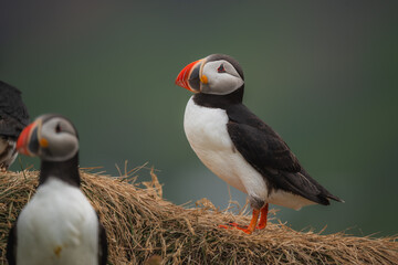 Naklejka premium Atlantic puffin portrait on cloudy day with soft light on iceland