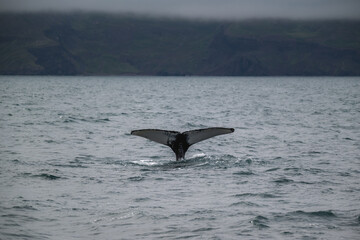 Fototapeta premium Whale tail in atlantic ocean in iceland