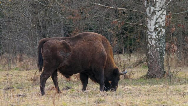 European bison (Bison bonasus) in the Bialowieza National Park, Poland