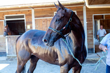 cheval de course dans la région centre en France en Europe occidentale