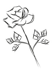 Róża szkic © Monika Janiak-Klicha