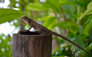 Gecko