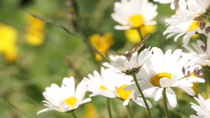 flowers in the garden