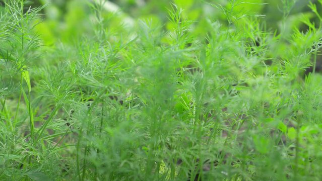 Green dill growing in garden, close-up.