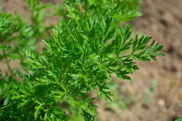 A twig of green parsley growing on a bed in the garden