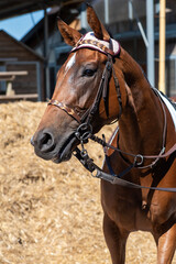 cheval de course dans la r&eacute;gion centre en France en Europe occidentale