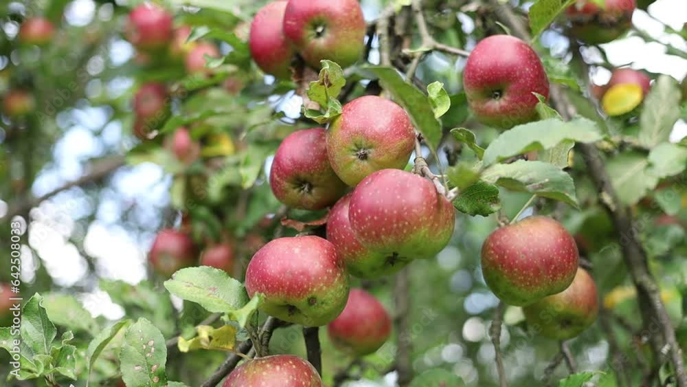 Sticker Red apples grow on a tree