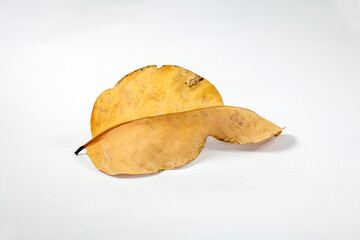 Dead Dry leaf isolated on white background autumn leaves