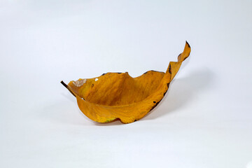 Naklejka premium Dead Dry leaf isolated on white background autumn leaves