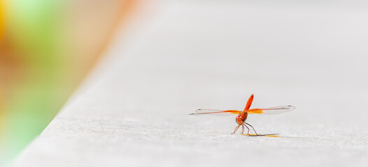 Red dragonfly perched on the ground in the sun with pastel colors in the background