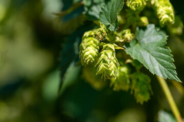 Cones of unripe young hops on a sunny day close-up - 642509445