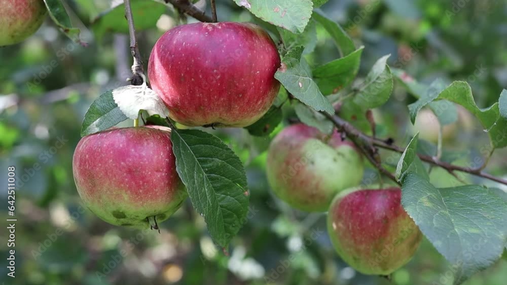 Poster red apples grow on a tree