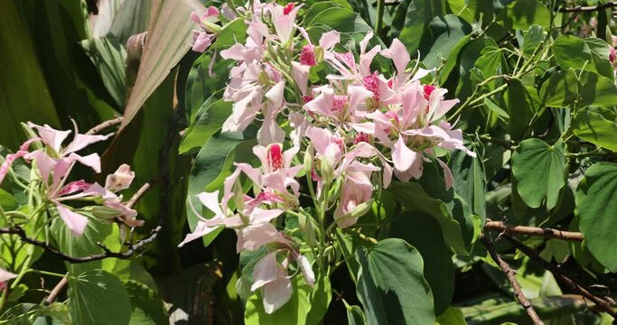 Bauhinia variegata Orchid tree praised for rare beauty tropical plant shrub