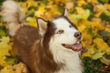 Cute Husky dog lying on fallen leaves in autumn park, closeup