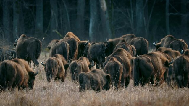 European bison (Bison bonasus) in the Bialowieza National Park, Poland