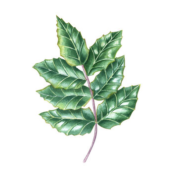 green leaves watercolor botanical study