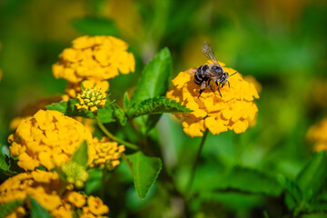 Bee on a yellow flower